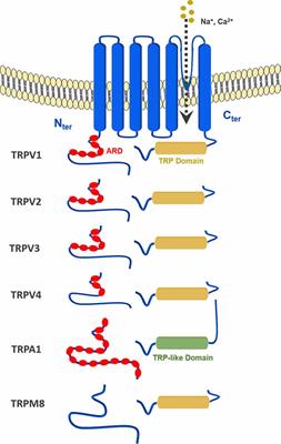 Cannabinoid Ligands Targeting TRP Channels